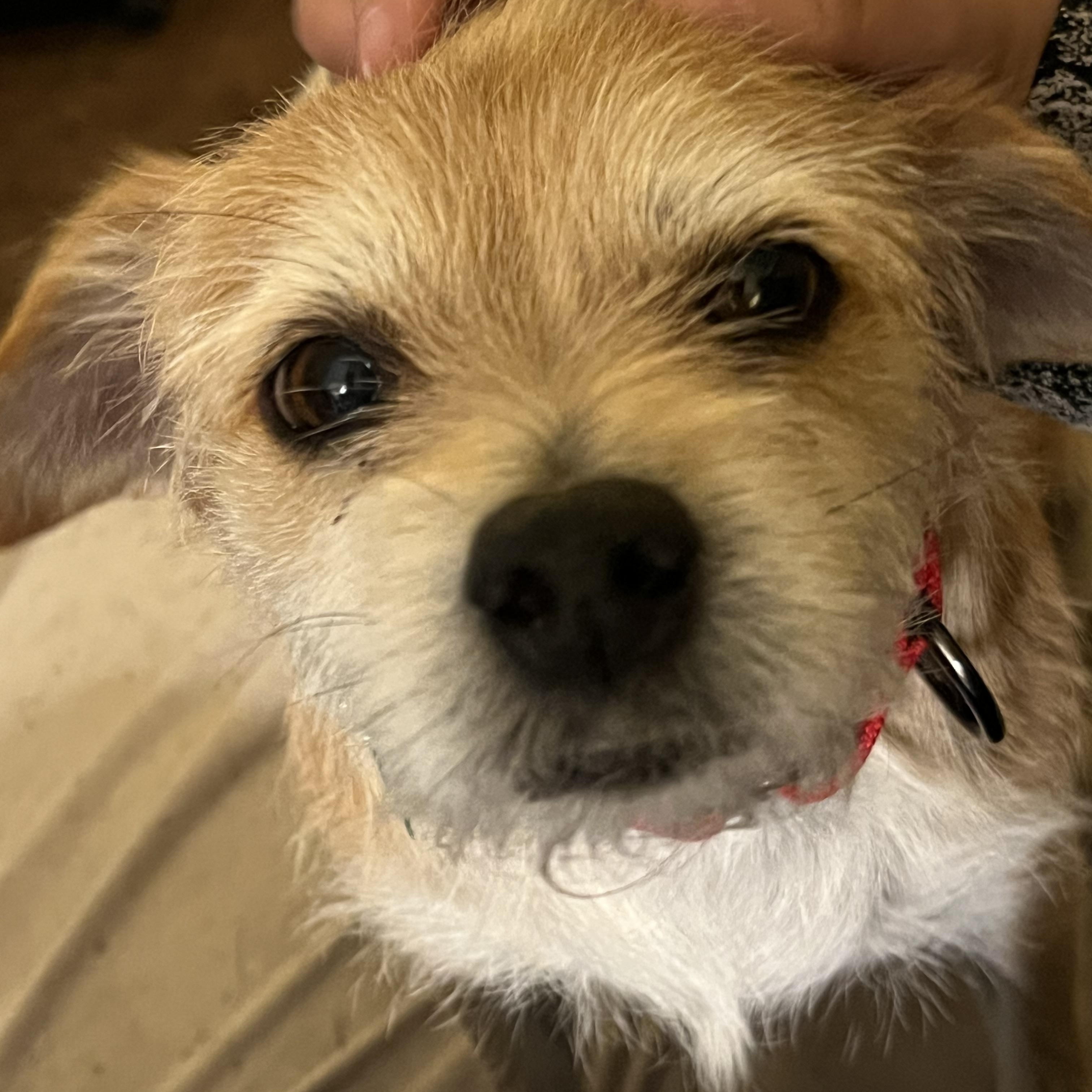 Enlarge Chip, an adopted Mixed Breed in Bowdoin, ME image 4/6