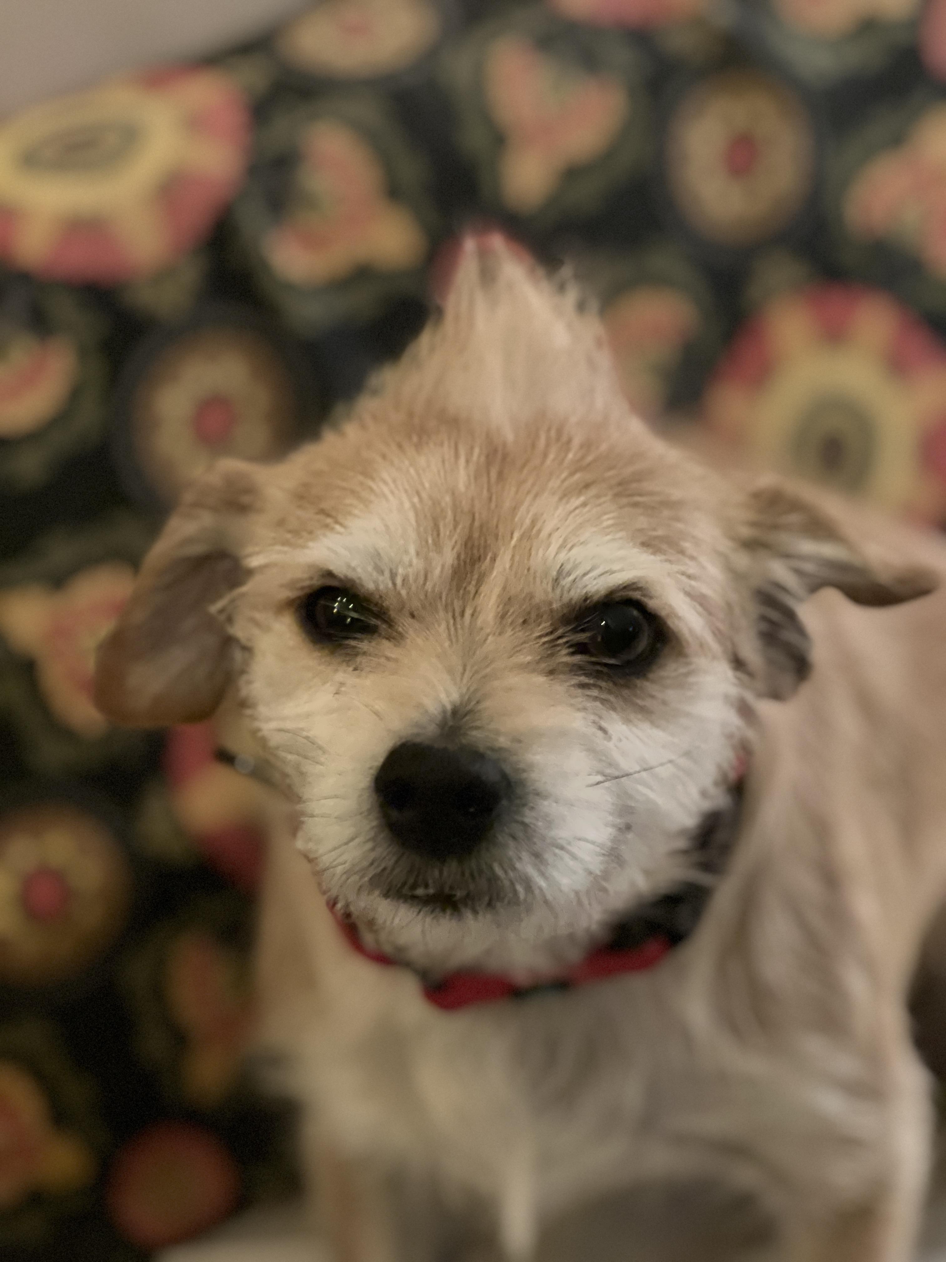 Enlarge Chip, an adopted Mixed Breed in Bowdoin, ME image 3/6