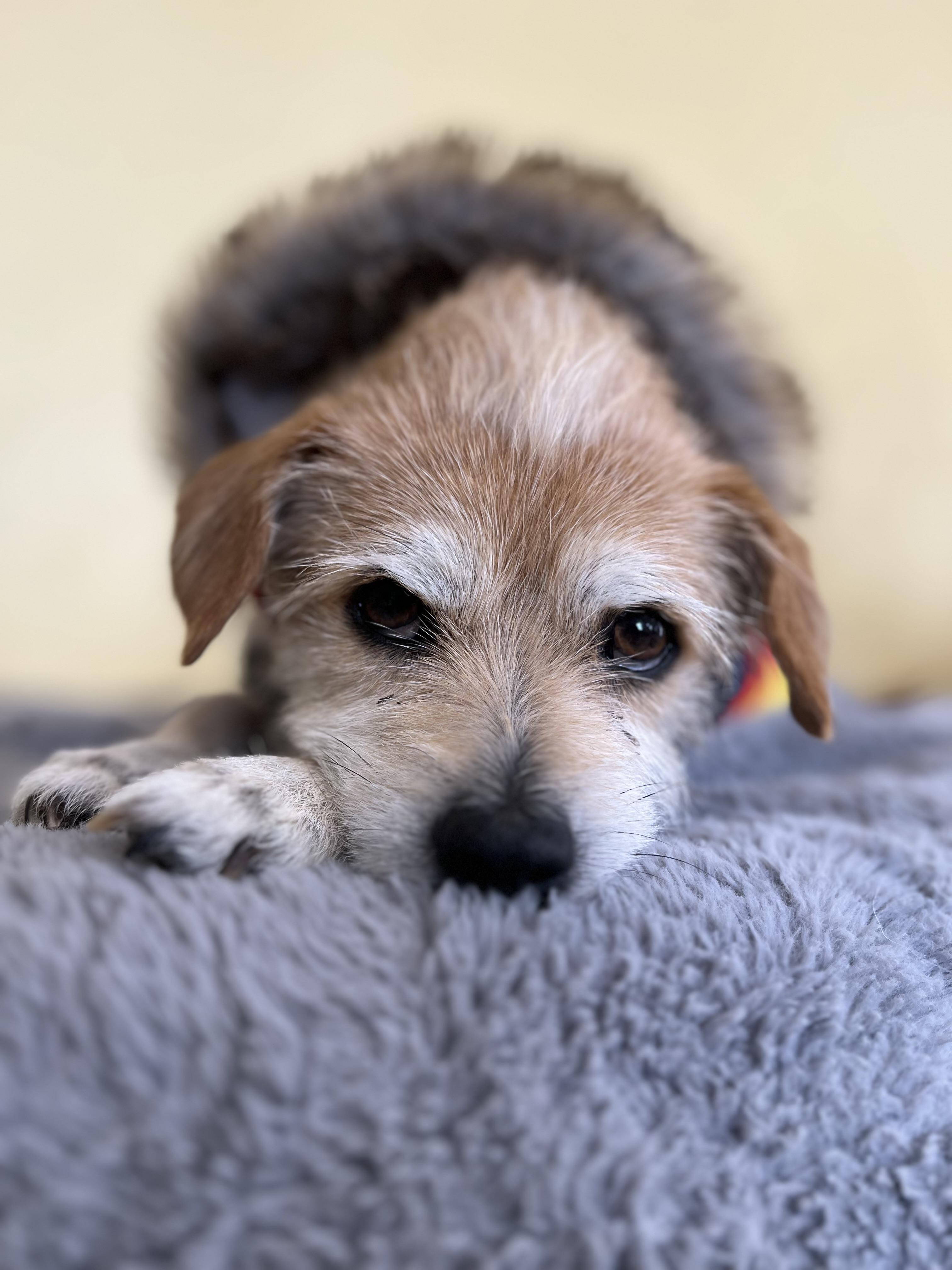 Enlarge Chip, an adopted Mixed Breed in Bowdoin, ME image 1/6