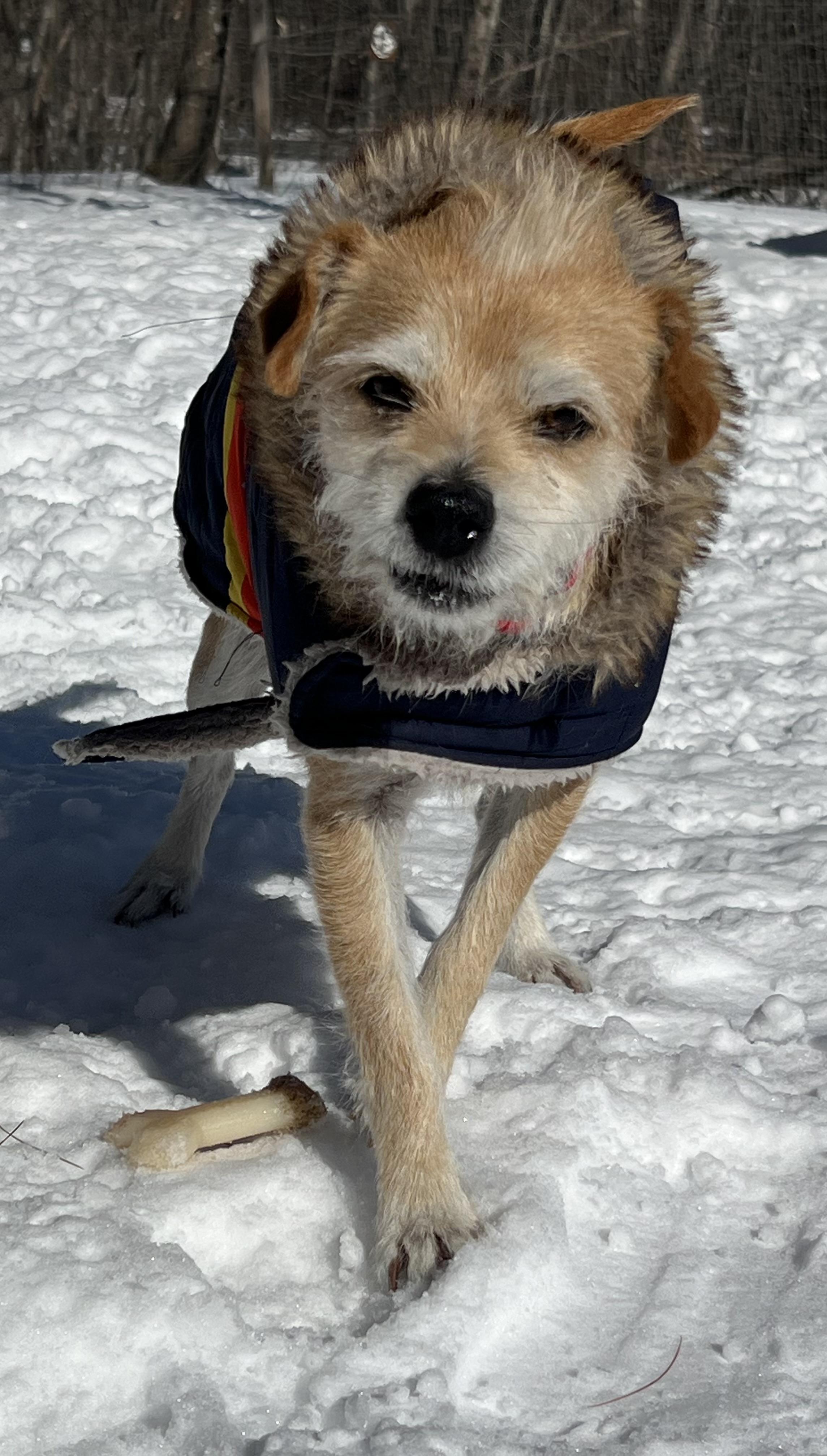 Enlarge Chip, an adopted Mixed Breed in Bowdoin, ME image 5/6