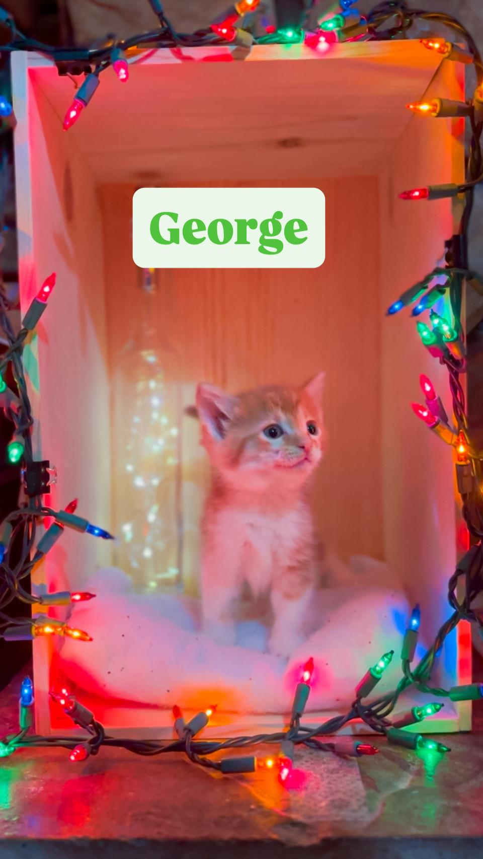 Enlarge George, an adopted Domestic Short Hair in Crown Point, IN image 1/1