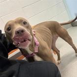 Enlarge Little Bub, a ADOPTABLE mixed breed in Hilliard, OH image 2/2