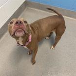 Little Bub, ADOPTABLE, Adult Female Mixed Breed.