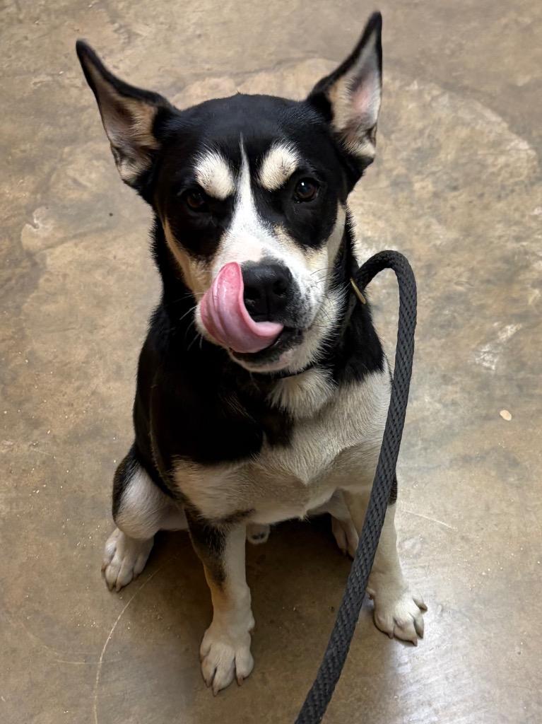 Enlarge Patrick, a Adoptable mixed breed in Lockhart, TX image 1/6