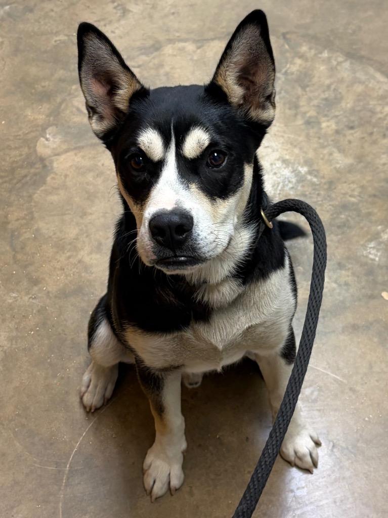 Enlarge Patrick, a Adoptable mixed breed in Lockhart, TX image 2/6