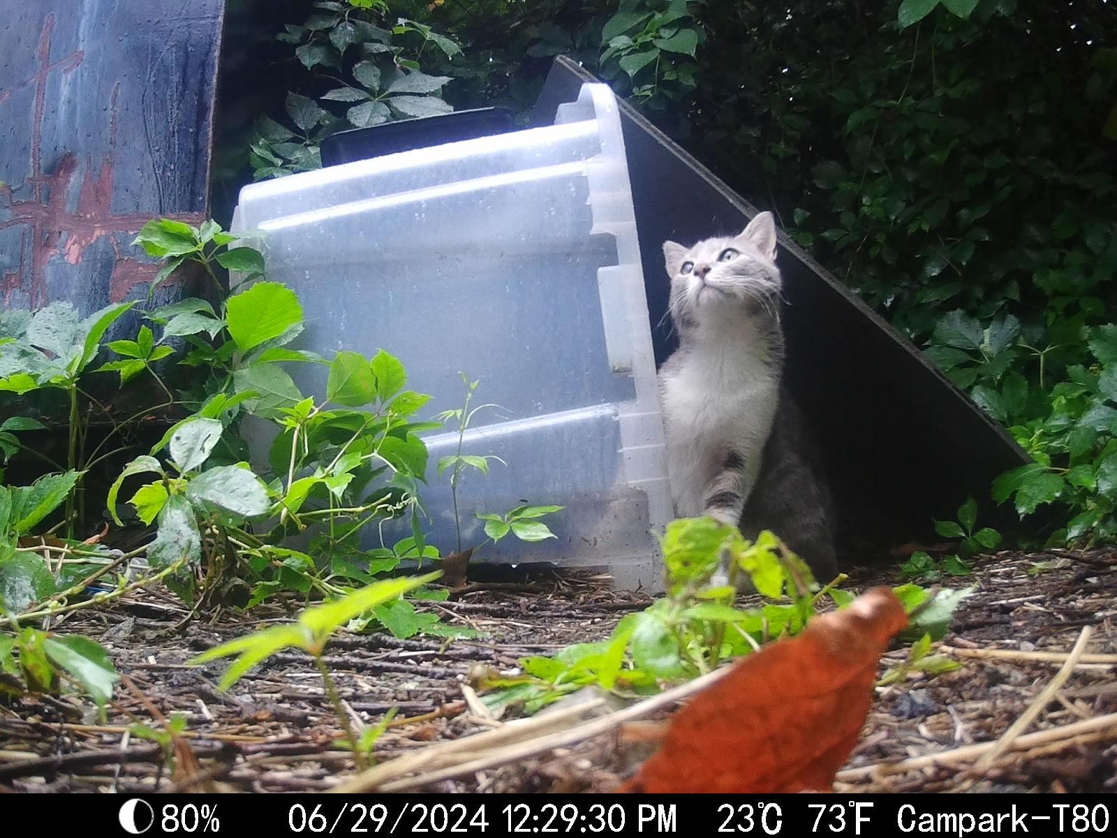 Enlarge Popeye - Sweet as pie, an adopted mixed breed in Cleveland, OH image 3/5