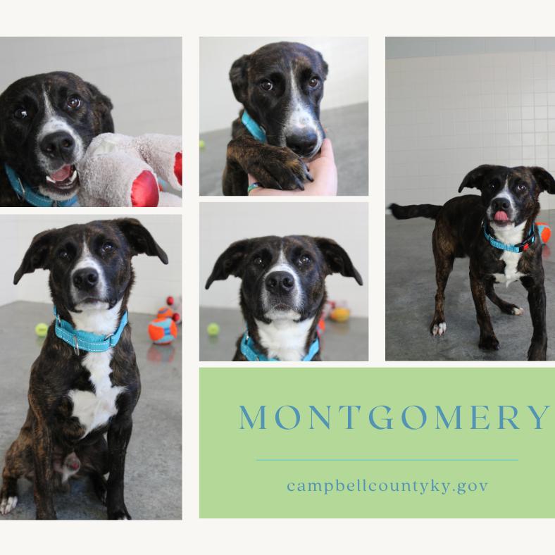 Montgomery thumbnail 3