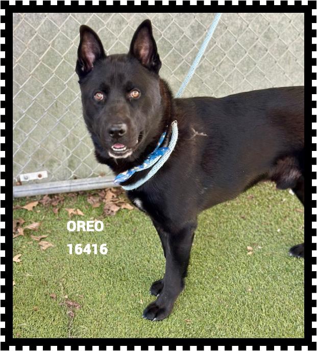 OREO, a ADOPTABLE mixed breed in Marietta, GA image 1/5