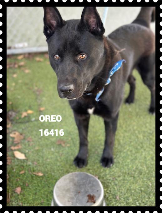 OREO, a ADOPTABLE mixed breed in Marietta, GA image 4/5