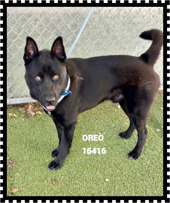 OREO, a ADOPTABLE mixed breed in Marietta, GA image 3/5