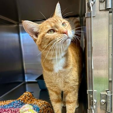 Enlarge Jet Tila, a ADOPTABLE American Shorthair in Danbury, CT image 1/1