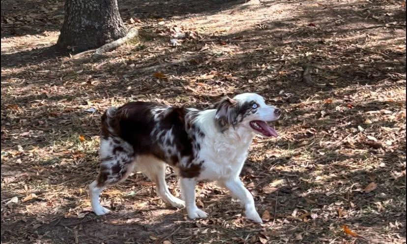 Enlarge Gertie, a Adoptable Australian Shepherd in Anniston, AL image 1/1