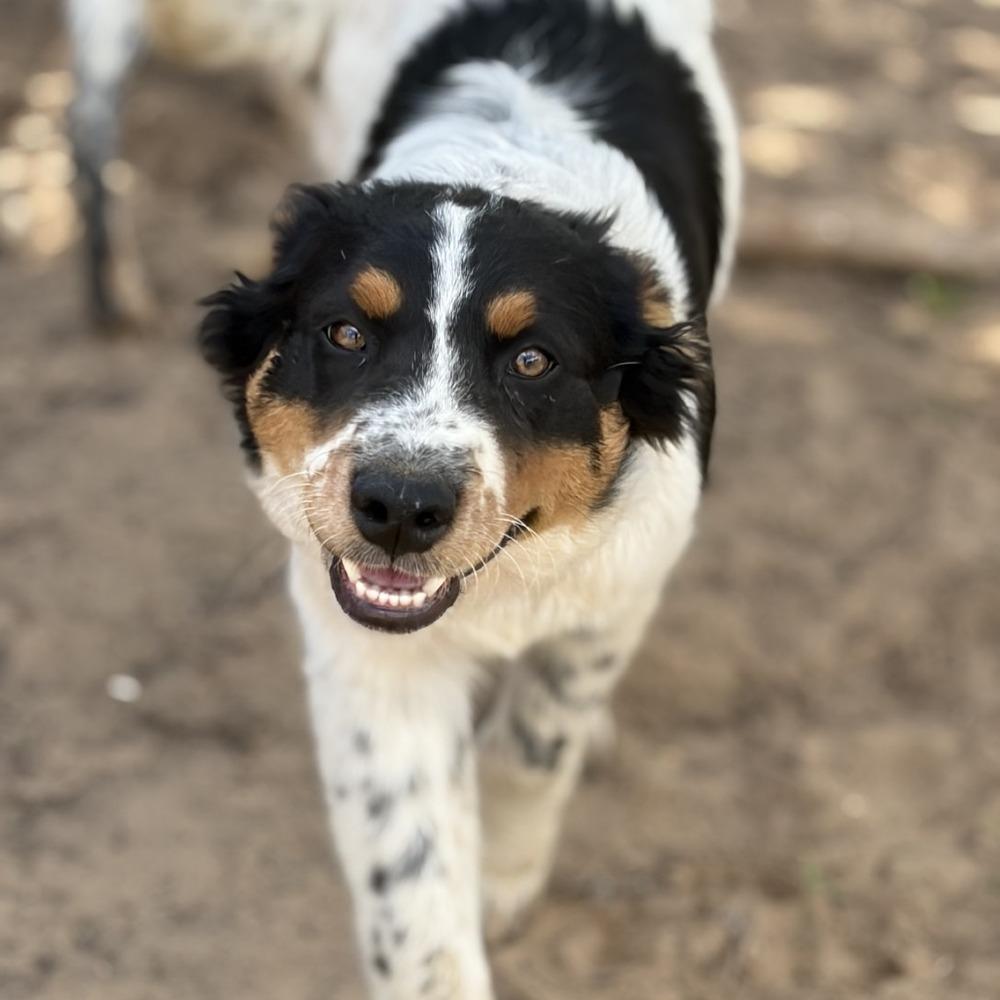 Peeta, Adoptable, Puppy Male Australian Cattle Dog / Blue Heeler & Mixed Breed.