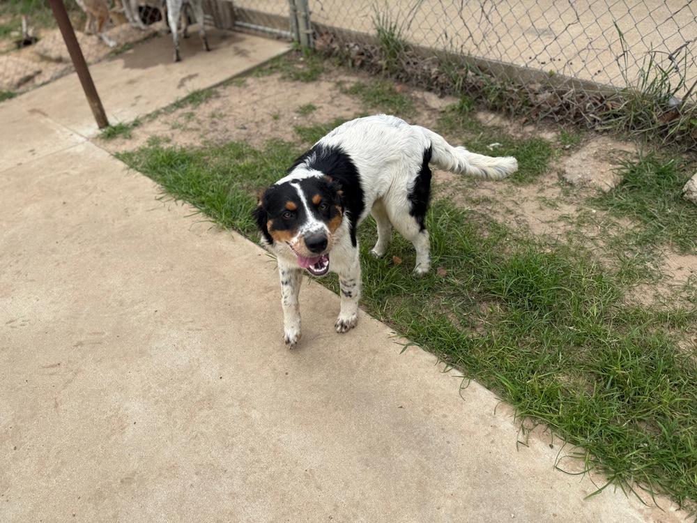 Enlarge Peeta, a Adoptable mixed breed in Bronx, NY image 2/5