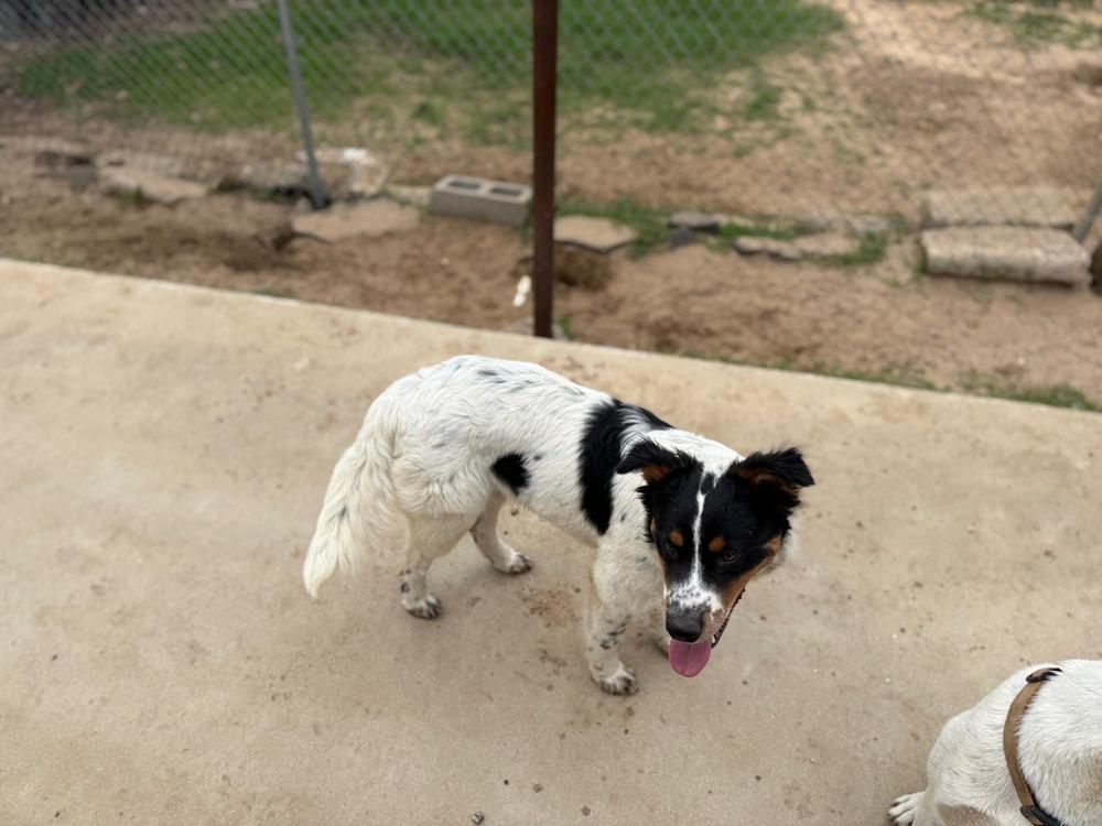 Enlarge Peeta, a Adoptable mixed breed in Bronx, NY image 3/5