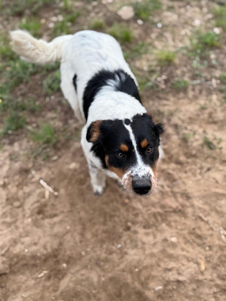 Enlarge Peeta, a Adoptable mixed breed in Bronx, NY image 5/5