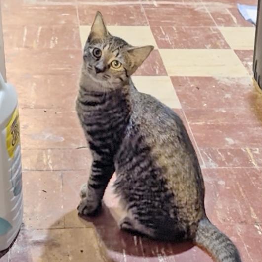 Mason, Adoptable, Young Male Tabby & Domestic Short Hair.