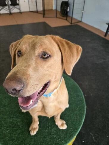 Bubby, Adoptable, Young Male Labrador Retriever.
