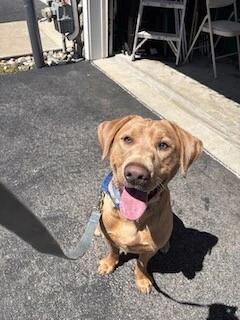 Enlarge Bubby, a Adoptable Labrador Retriever in Warrington, PA image 2/3