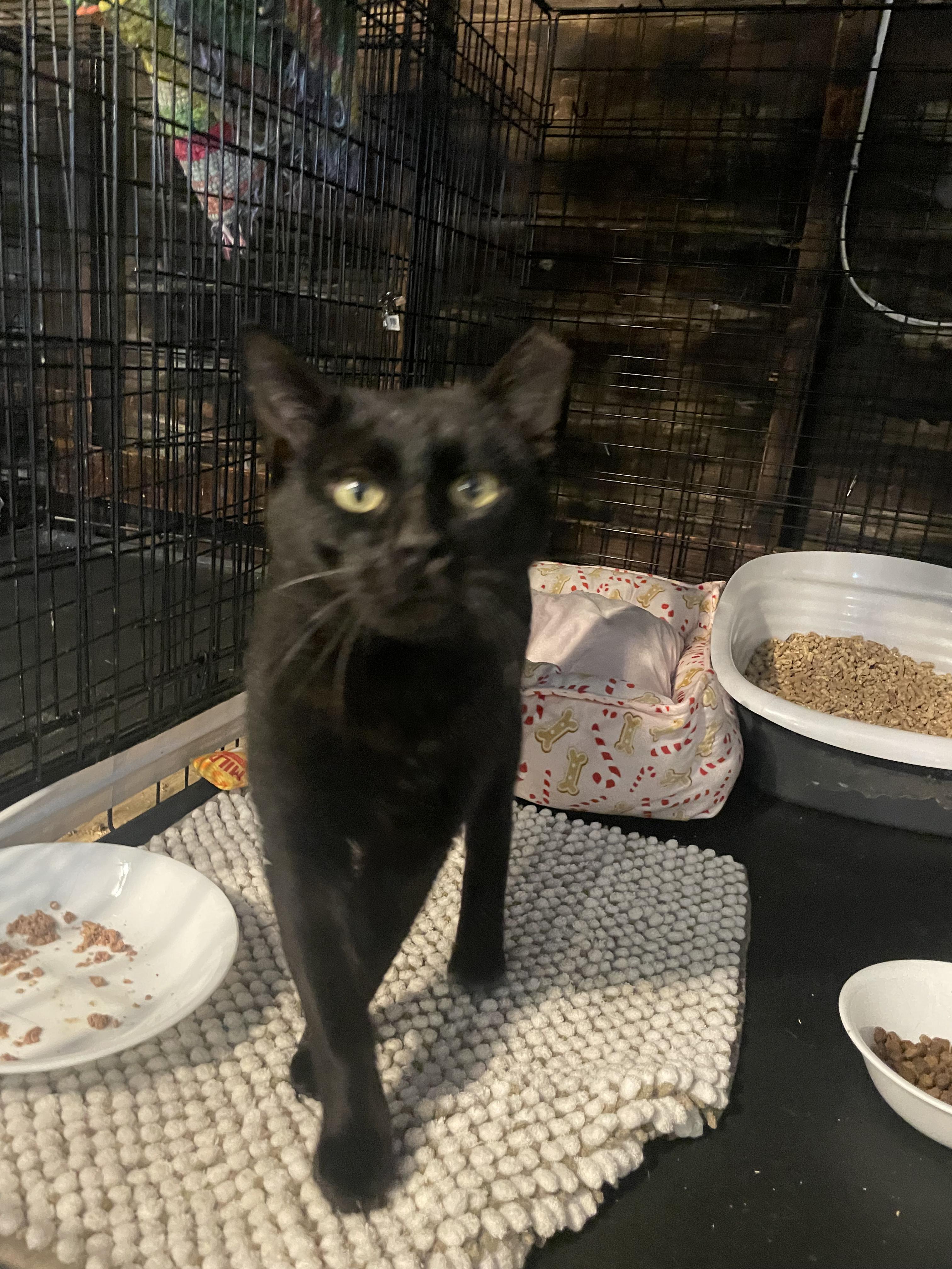 Enlarge Dude, a ADOPTABLE Domestic Short Hair in Kent, OH image 2/5