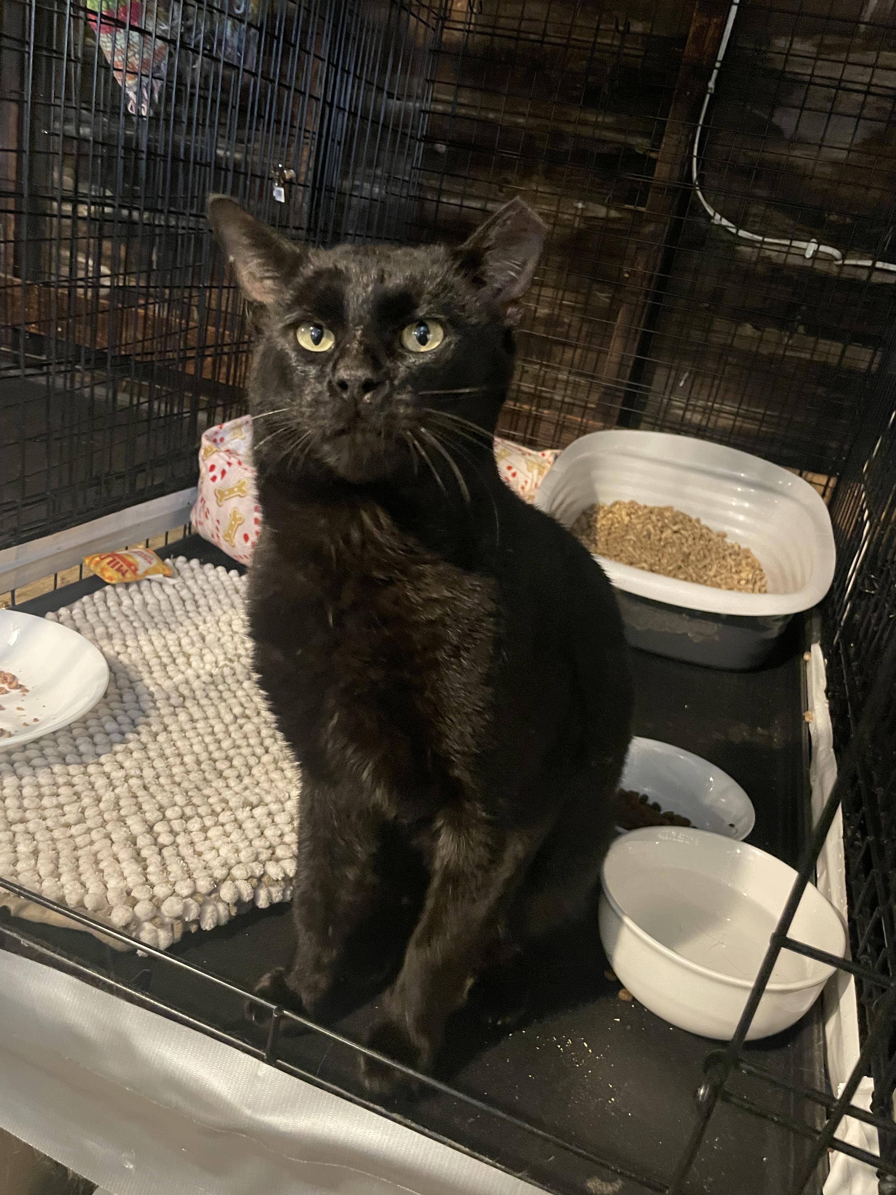 Enlarge Dude, a ADOPTABLE Domestic Short Hair in Kent, OH image 1/5