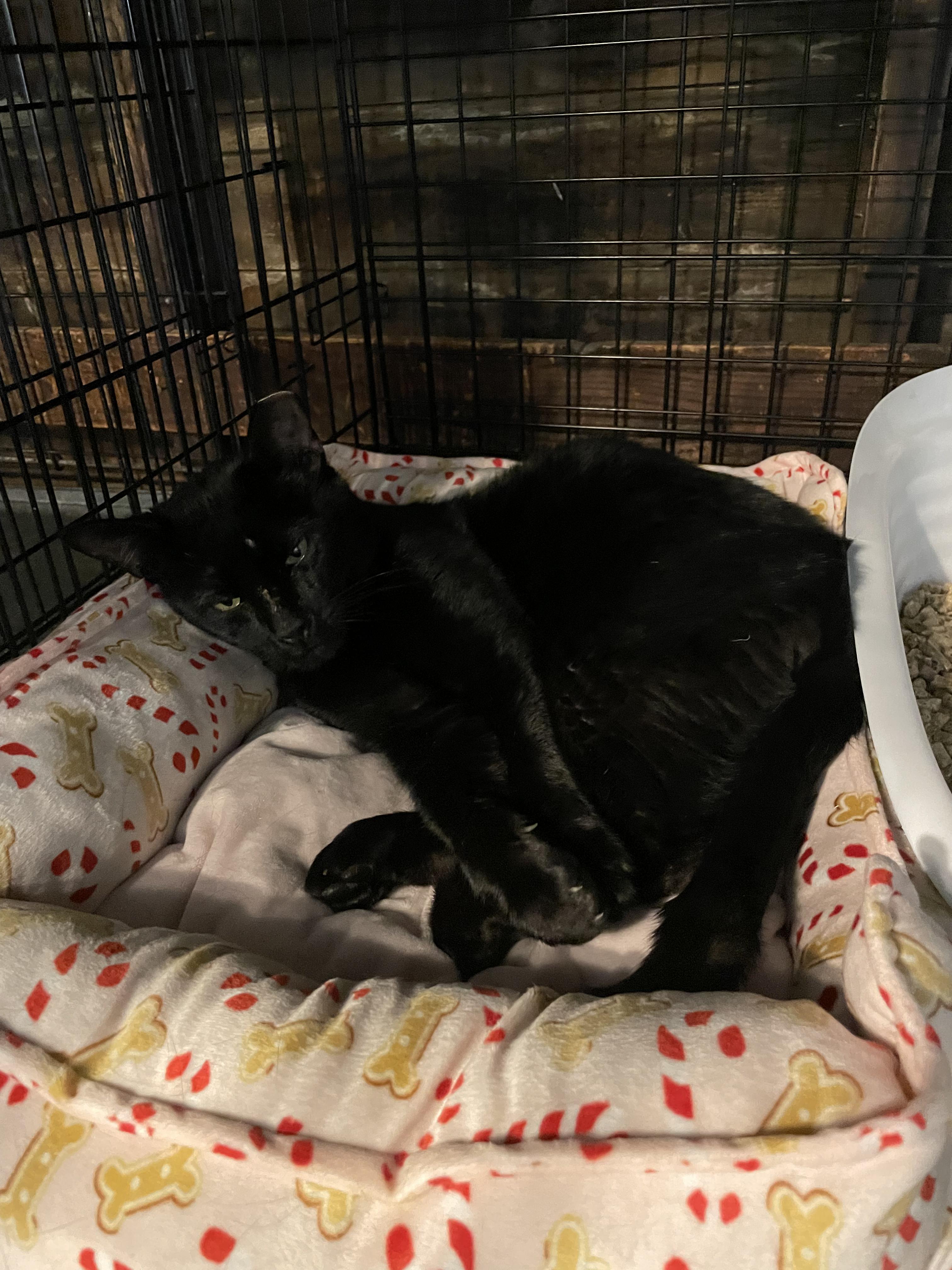 Enlarge Dude, a ADOPTABLE Domestic Short Hair in Kent, OH image 3/5