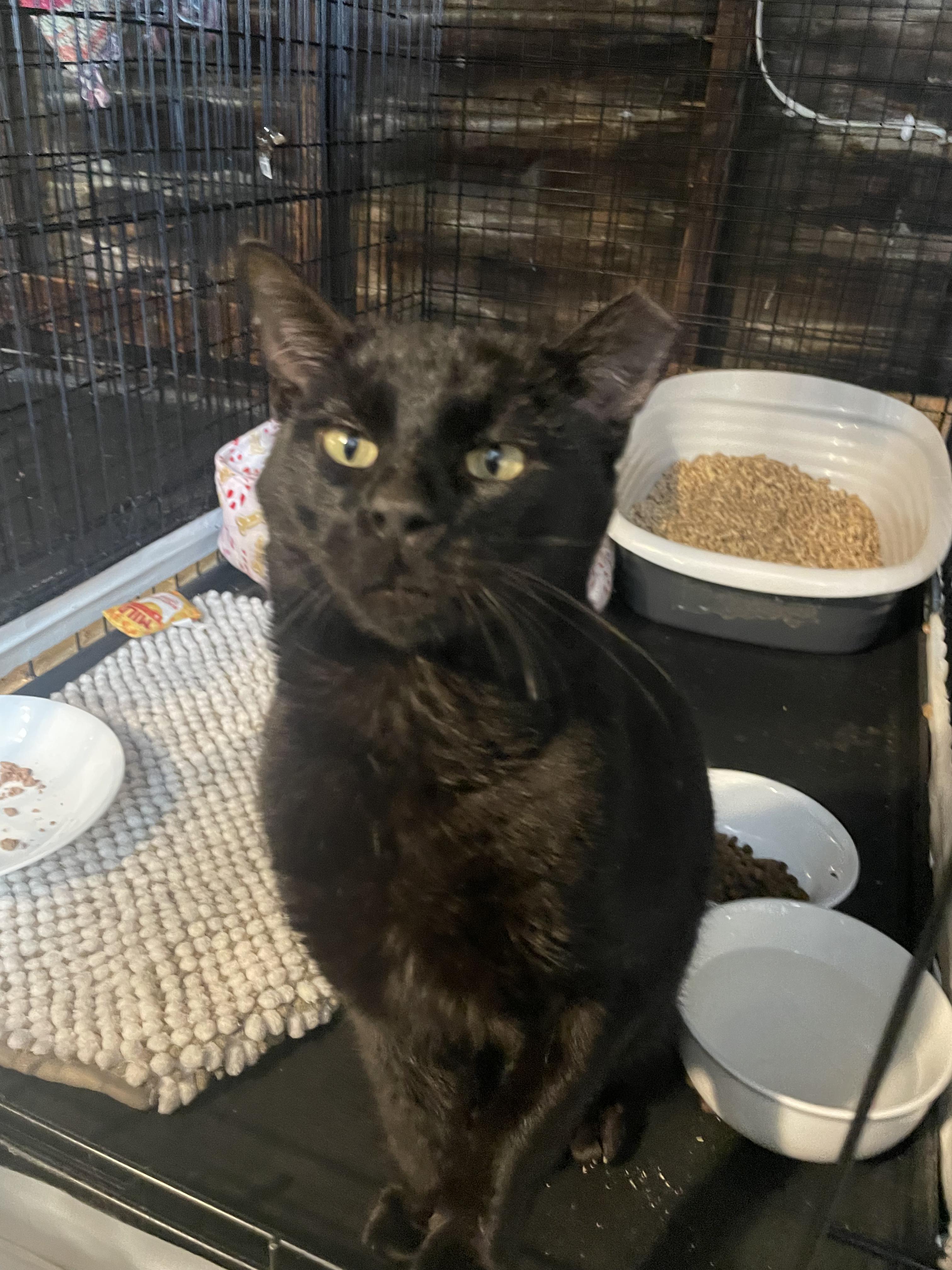 Enlarge Dude, a ADOPTABLE Domestic Short Hair in Kent, OH image 4/5