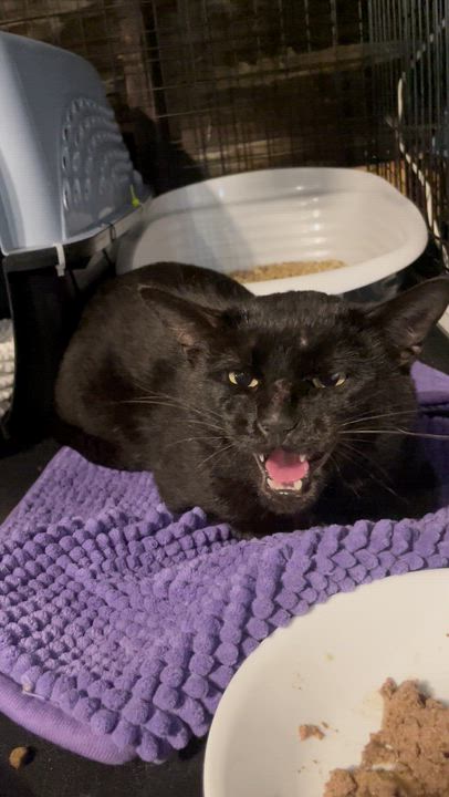 Enlarge Dude, a ADOPTABLE Domestic Short Hair in Kent, OH video 5/5