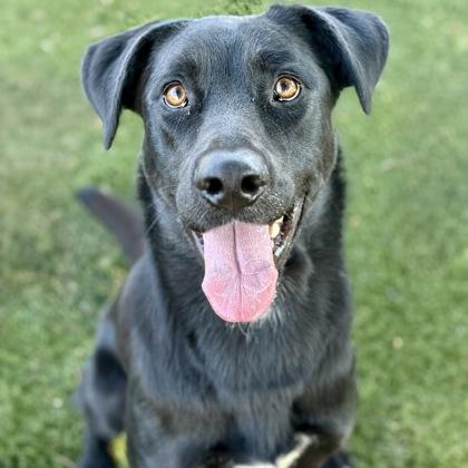 Achilles, a Adoptable mixed breed in Red Bluff, CA image 1/3