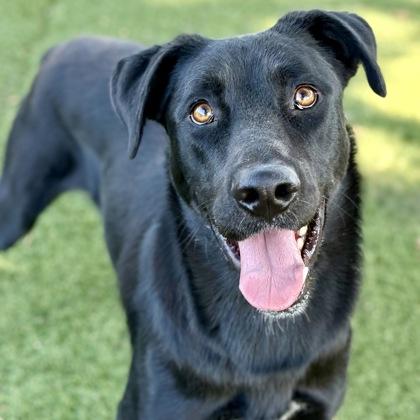 Achilles, a Adoptable mixed breed in Red Bluff, CA image 2/3
