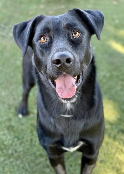 Achilles, a Adoptable mixed breed in Red Bluff, CA image 3/3