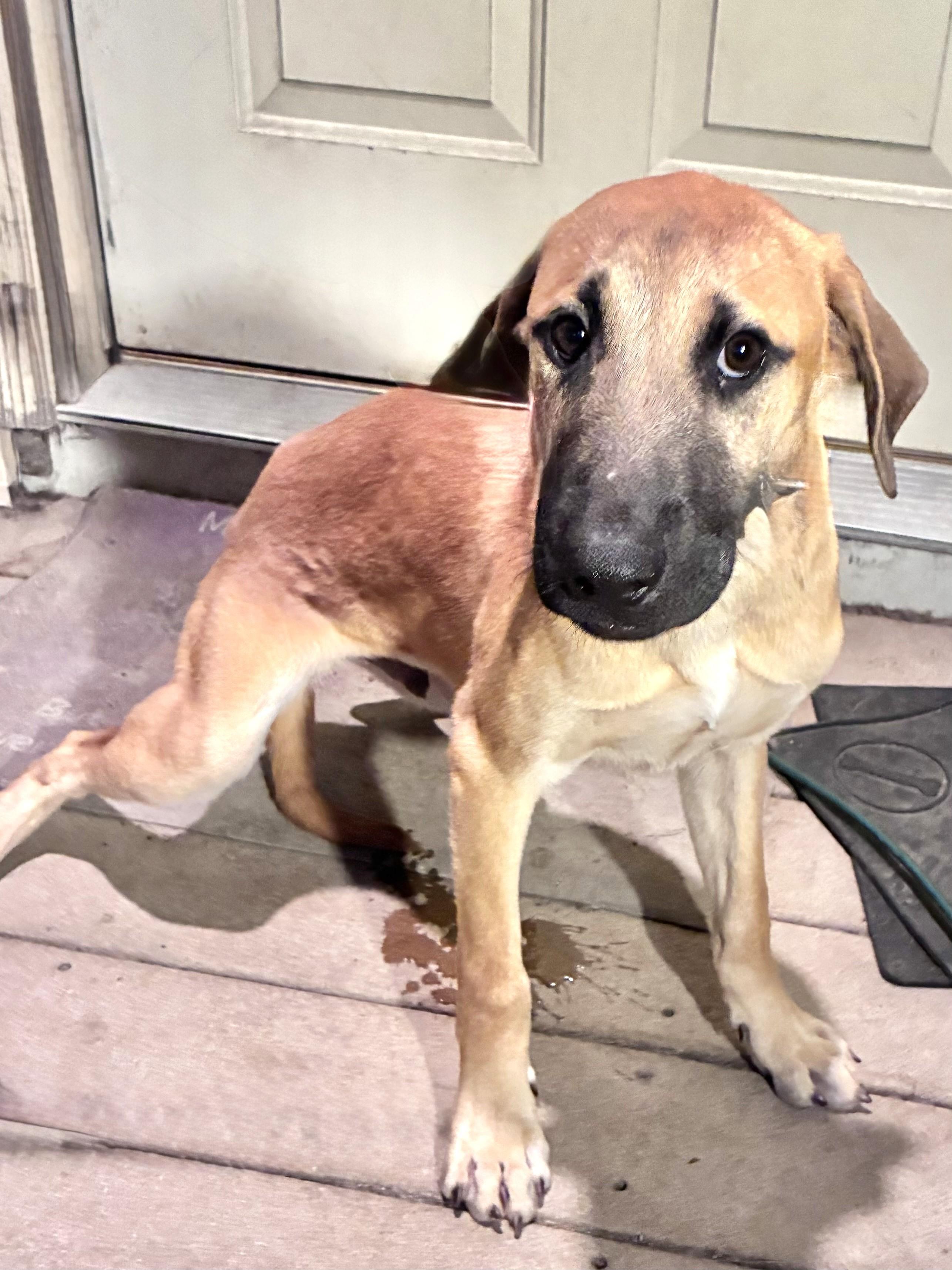Kurtis, Adoptable, Puppy Male Retriever & Shepherd.