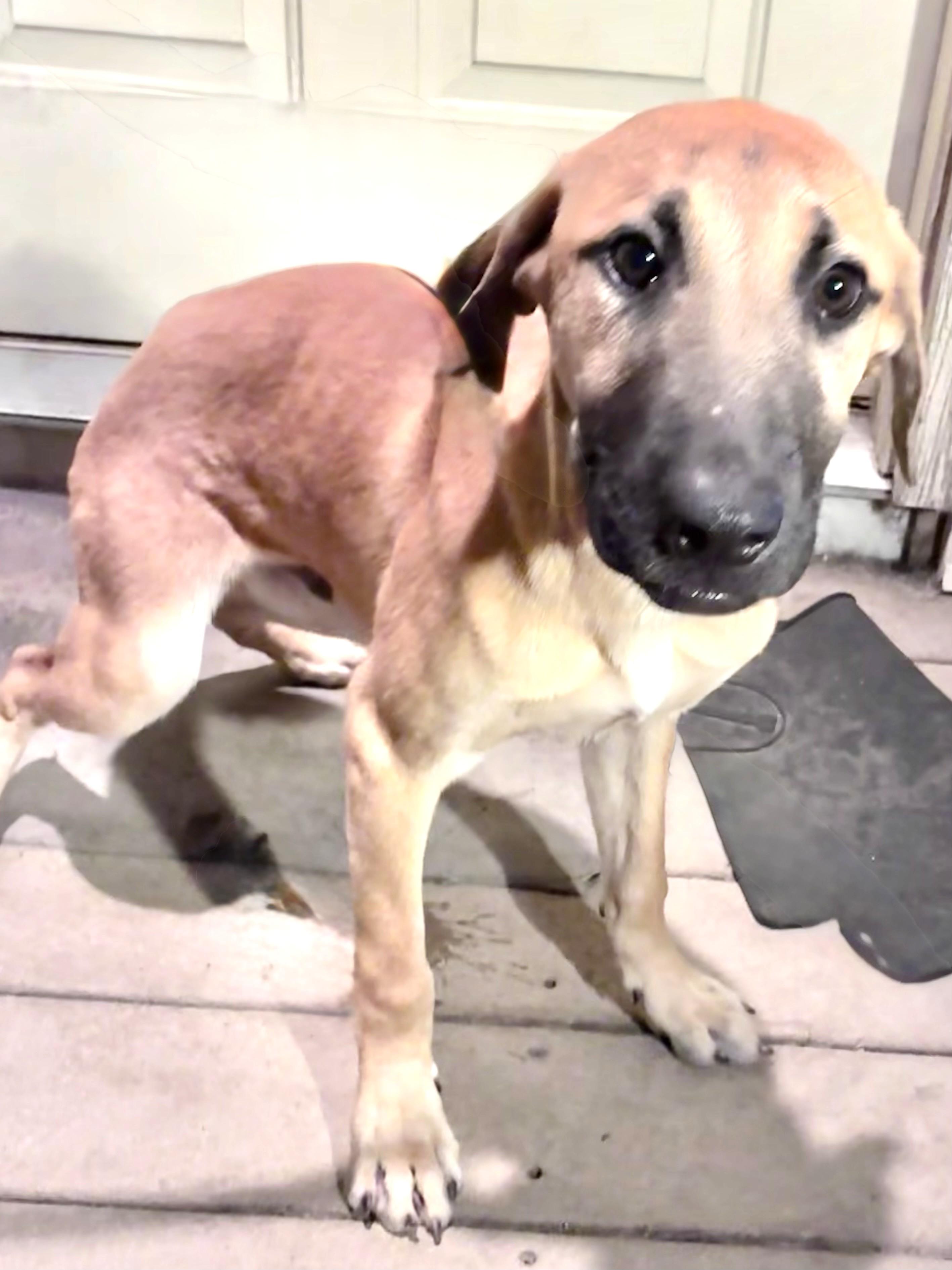 Enlarge Kurtis, a Adoptable mixed breed in West Chicago, IL image 3/3