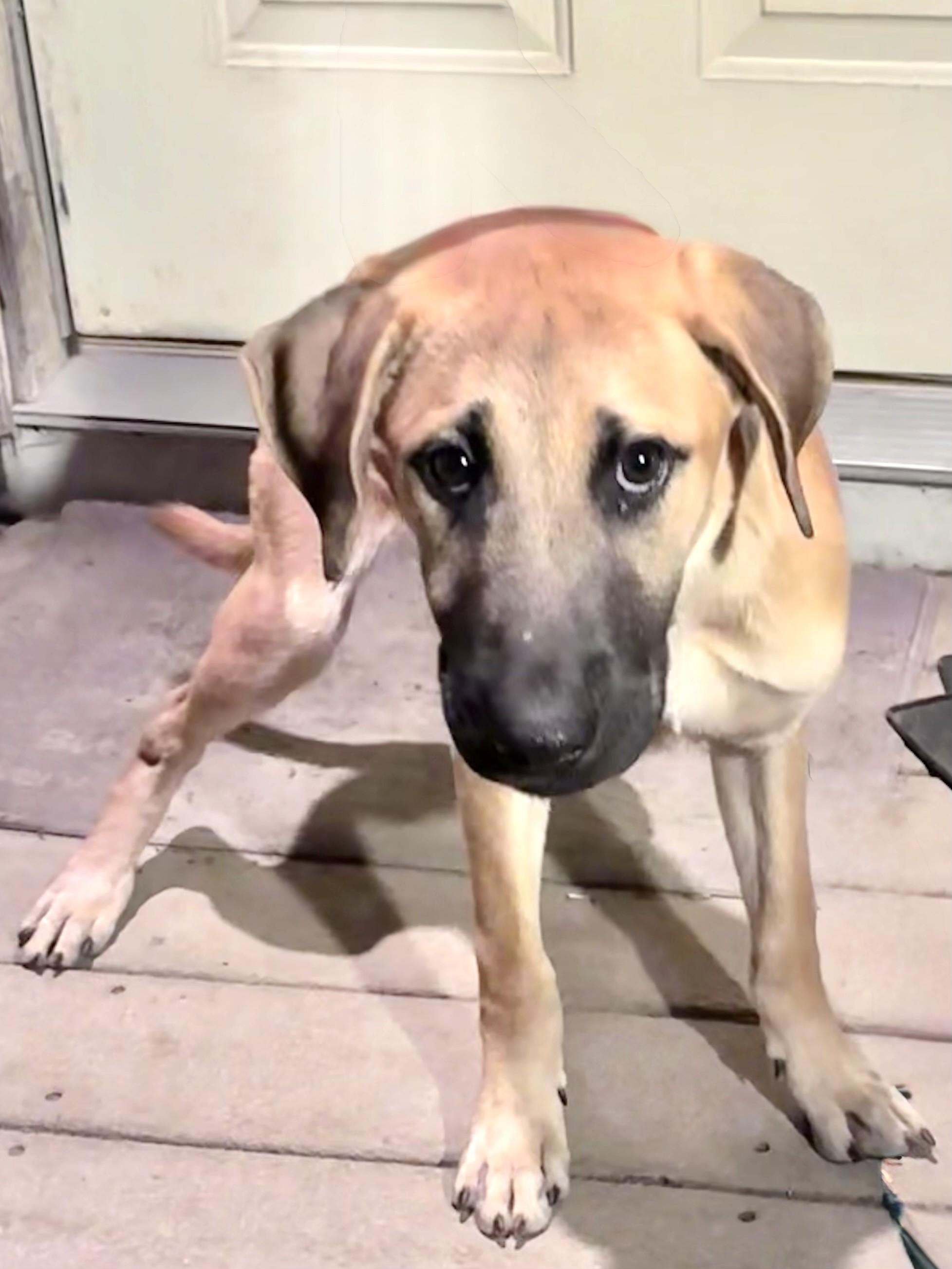 Enlarge Kurtis, a Adoptable mixed breed in West Chicago, IL image 2/3