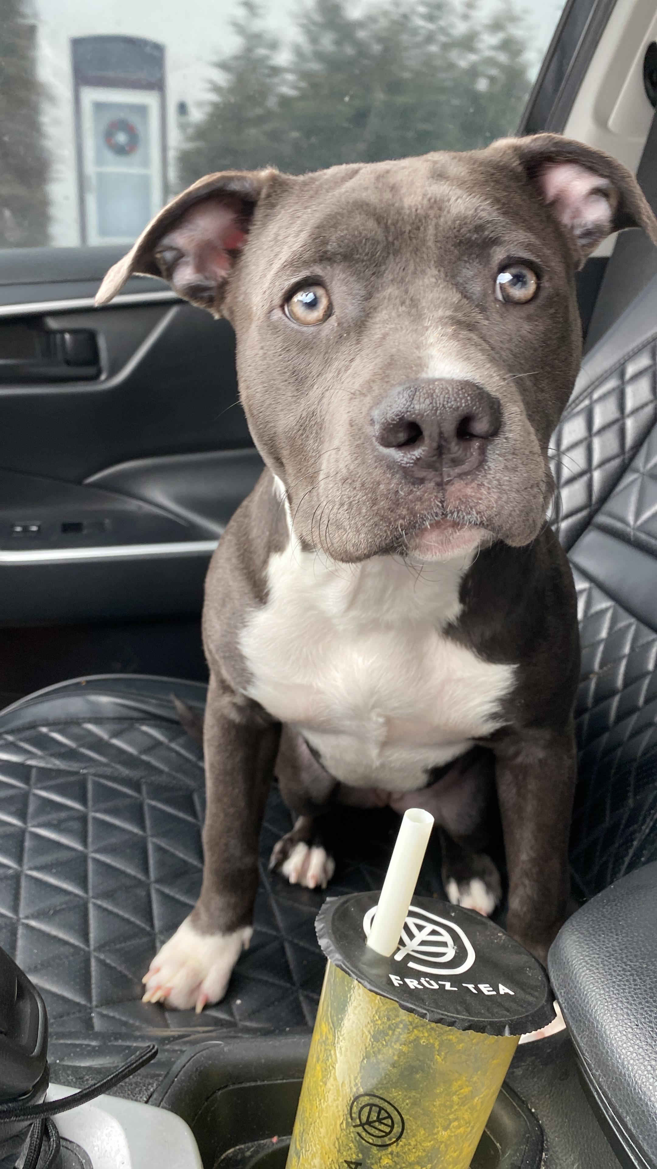Miss Potato , ADOPTABLE, Puppy Female American Bully.