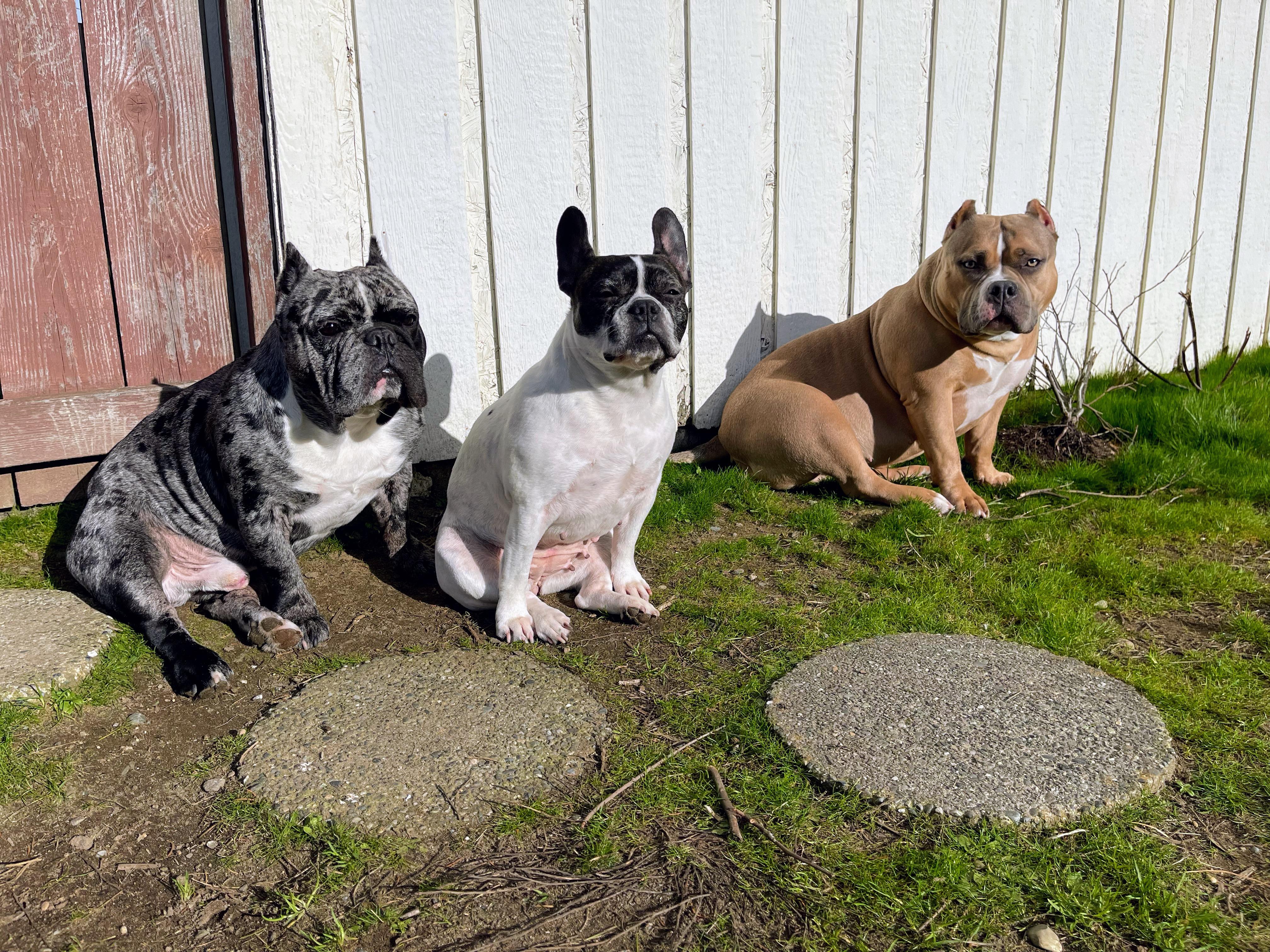 Enlarge Miss Biscuit, a Adoptable French Bulldog in Wenatchee, WA image 6/6