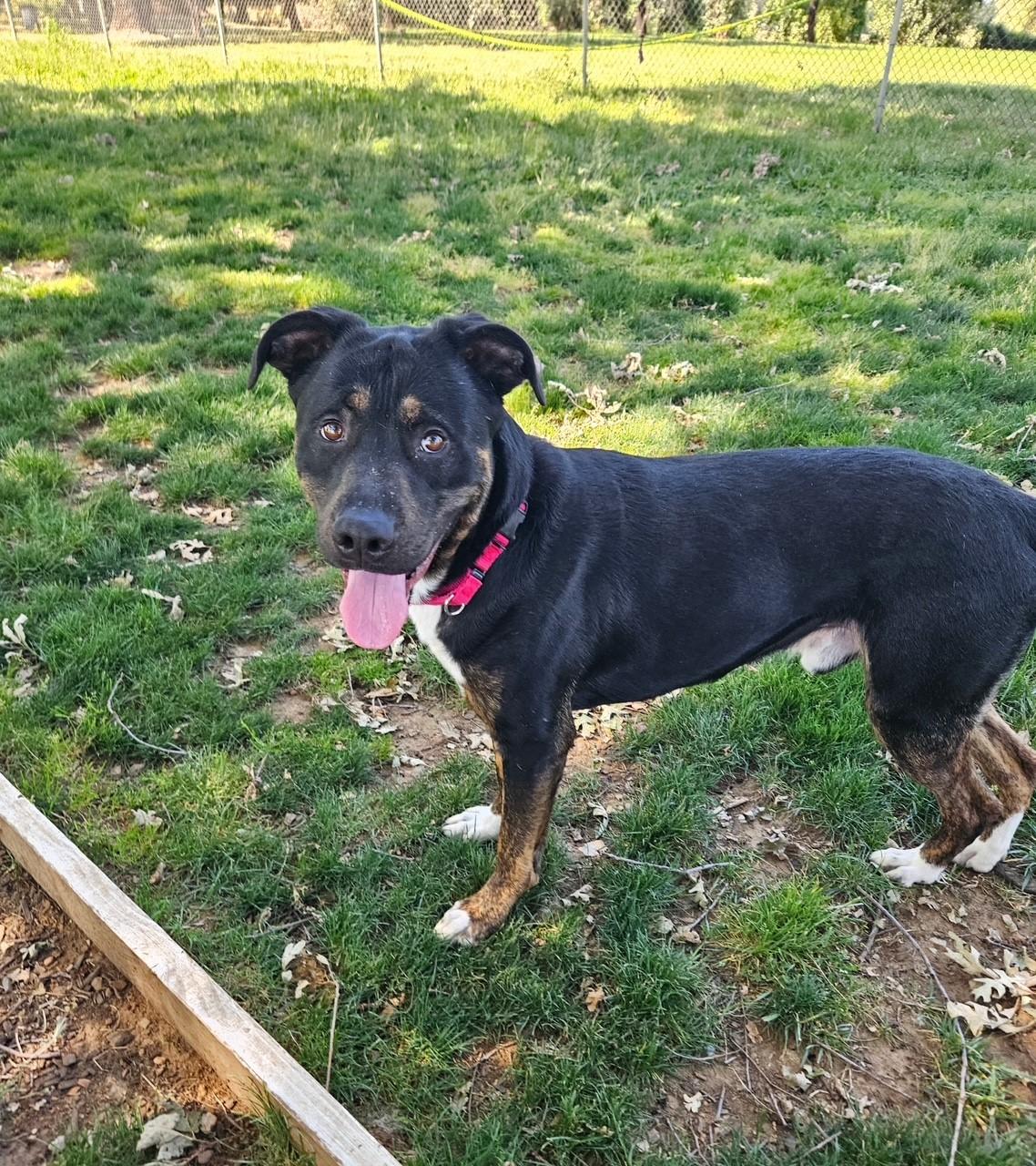 Bruno 4