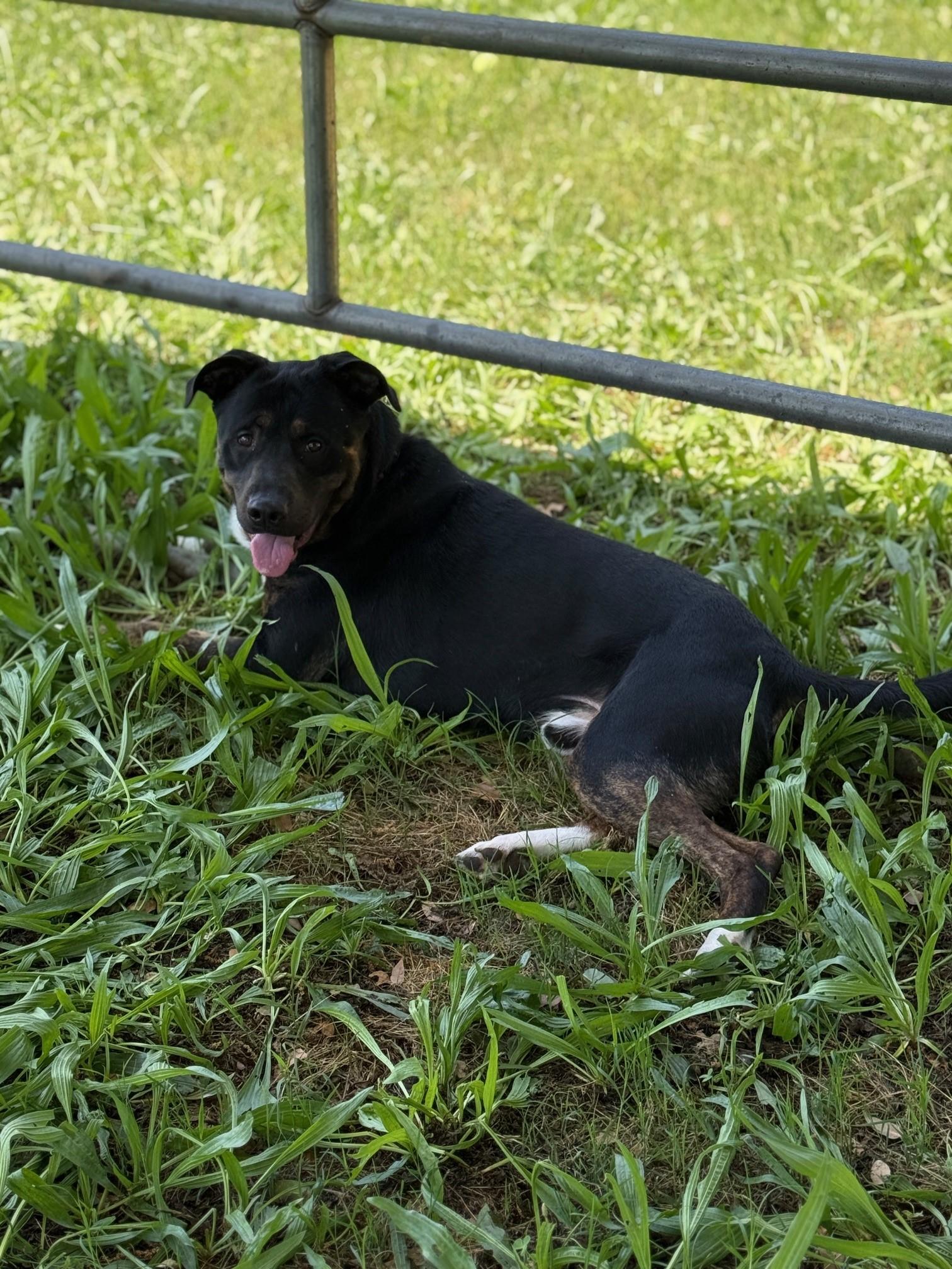 Bruno 6