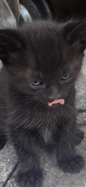 Enlarge Kitten 2, a Adoptable mixed breed in Bryan, TX image 1/3
