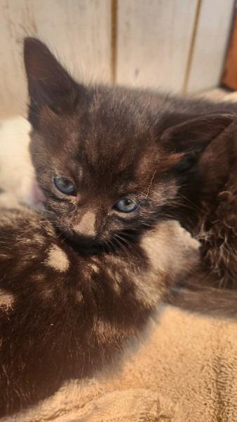 Enlarge Kitten 2, a Adoptable mixed breed in Bryan, TX image 2/3
