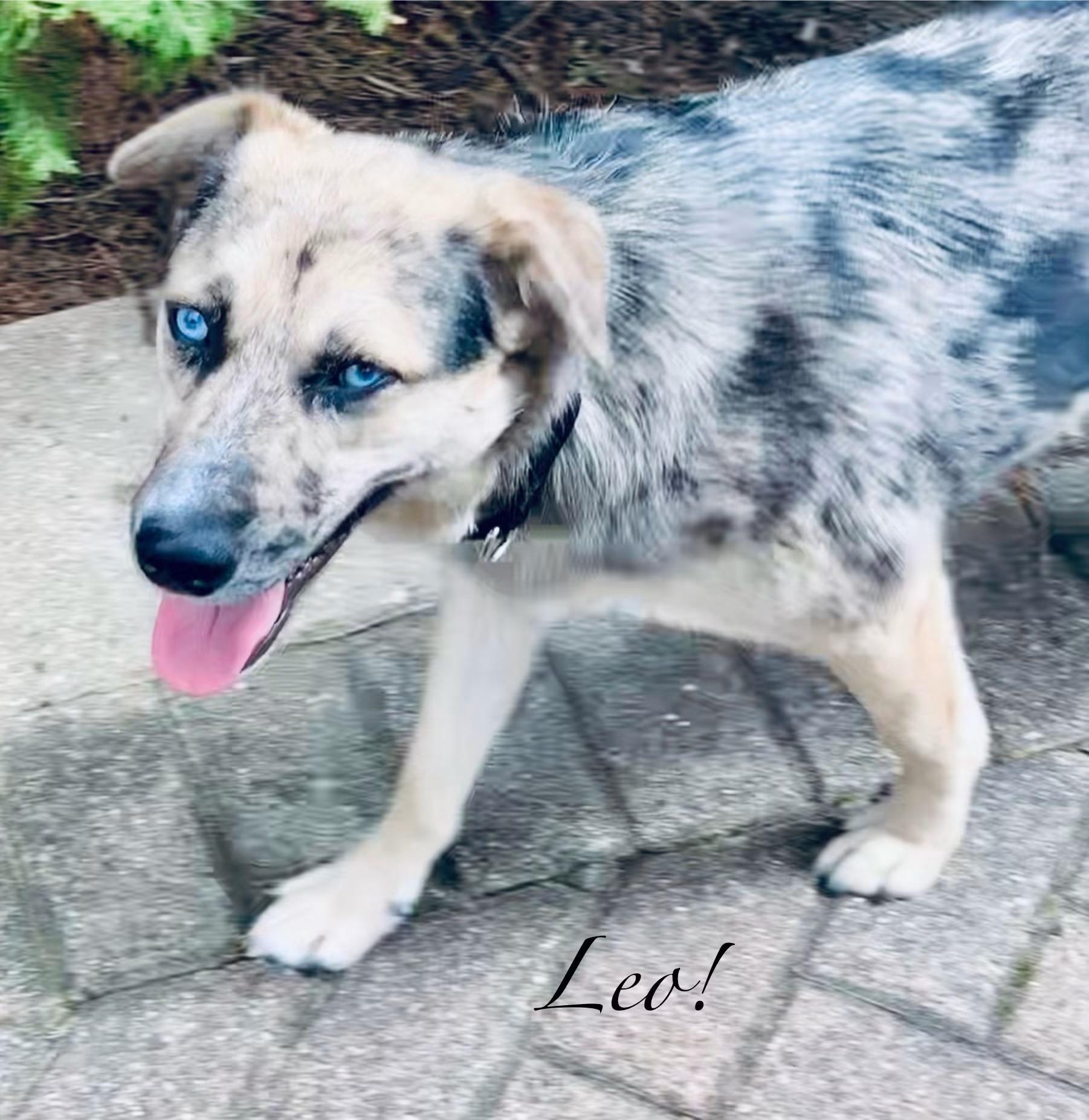 Enlarge Leo, a ADOPTABLE mixed breed in Elburn, IL image 4/6