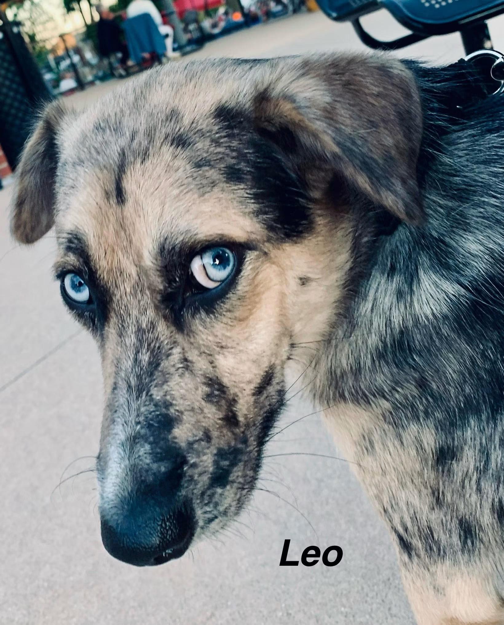 Enlarge Leo, a ADOPTABLE mixed breed in Elburn, IL image 2/6