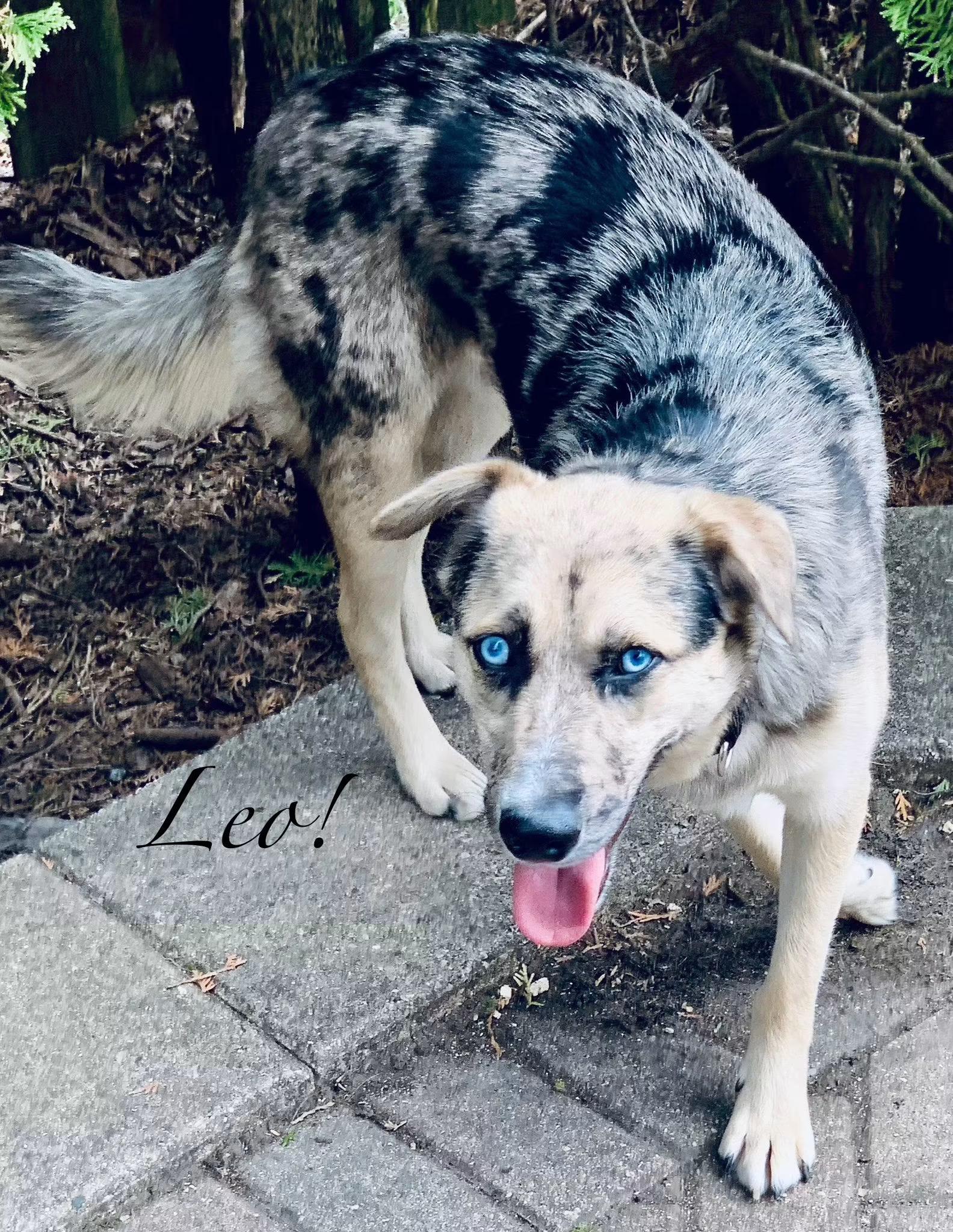 Enlarge Leo, a ADOPTABLE mixed breed in Elburn, IL image 3/6
