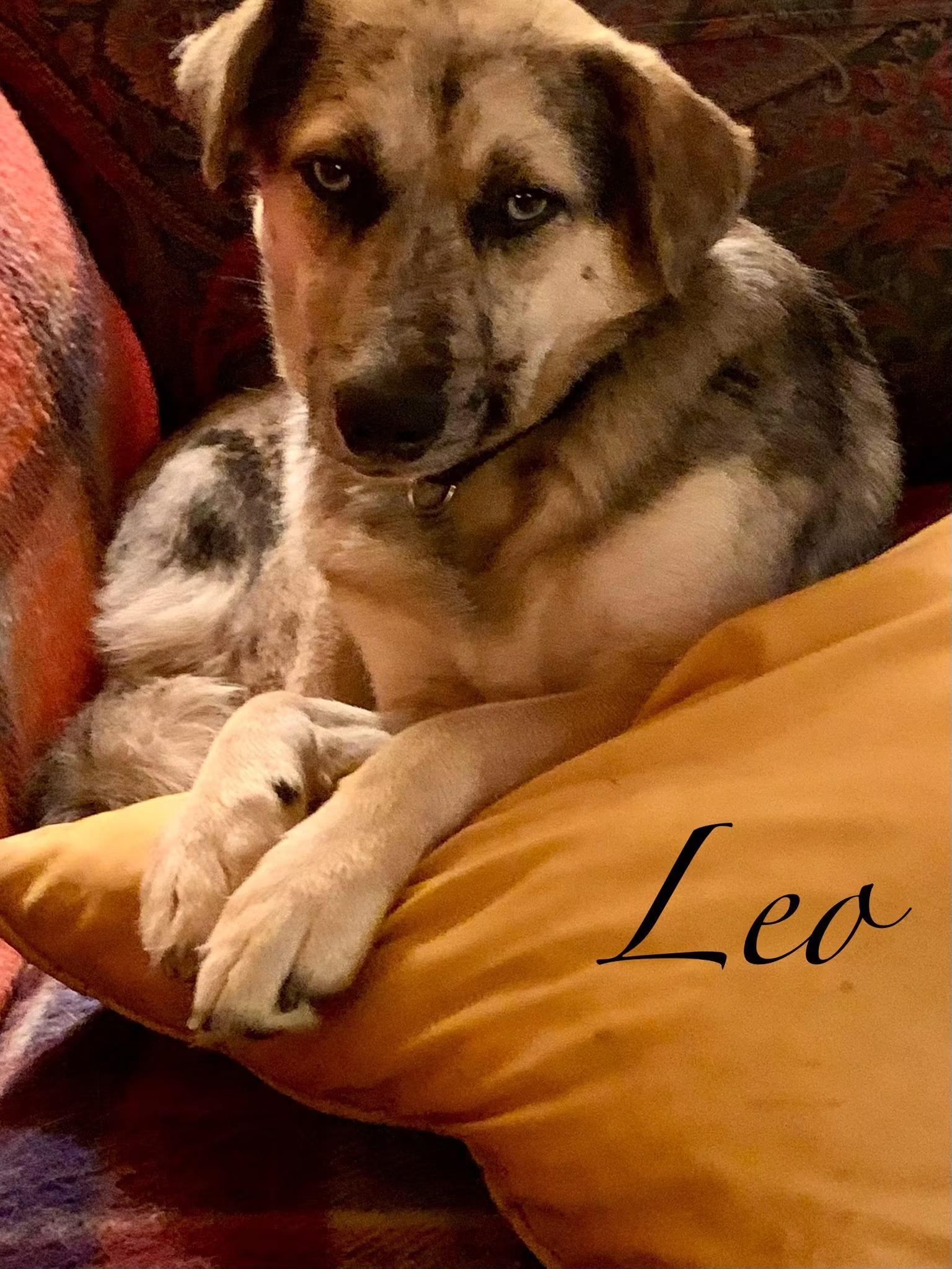 Enlarge Leo, a ADOPTABLE mixed breed in Elburn, IL image 5/6