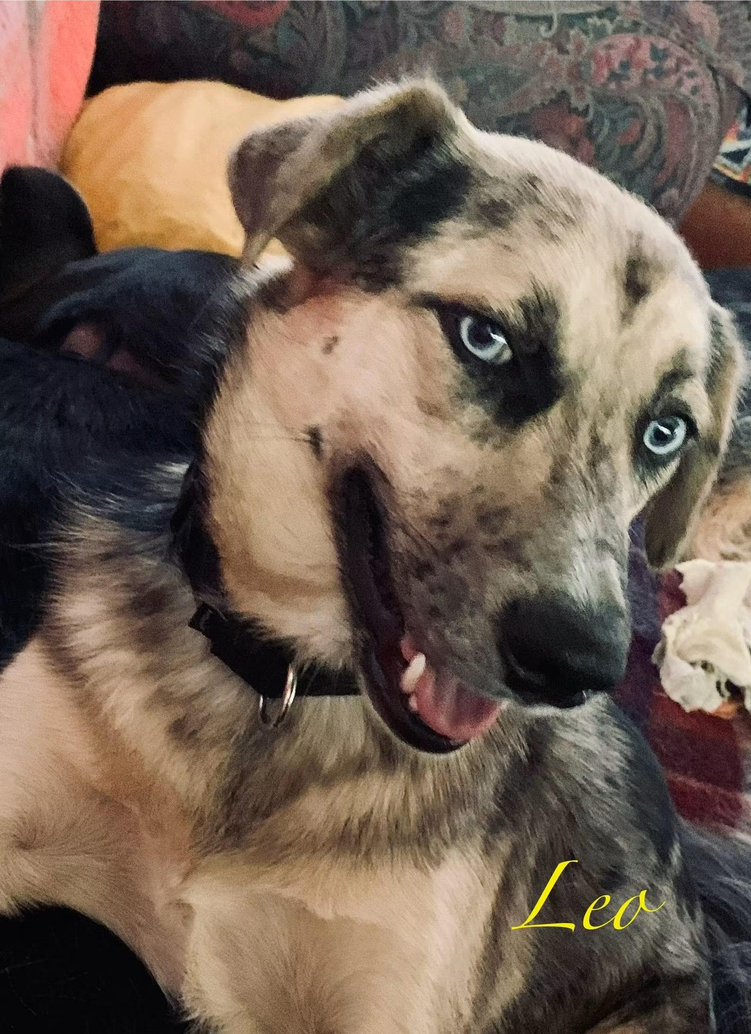 Enlarge Leo, a ADOPTABLE mixed breed in Elburn, IL image 1/6