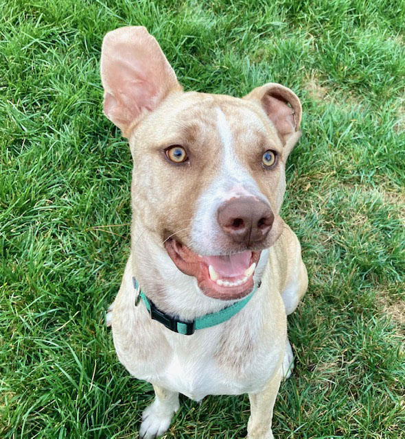 Enlarge Cucumber - Mild-Mannered, Trained, a Adoptable mixed breed in Walnut Creek, CA image 6/6