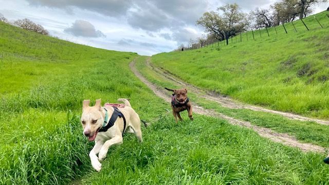 Enlarge Cucumber - Mild-Mannered, Trained, a Adoptable mixed breed in Walnut Creek, CA image 5/6