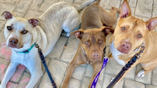 Enlarge Cucumber - Mild-Mannered, Trained, a Adoptable mixed breed in Walnut Creek, CA image 3/6