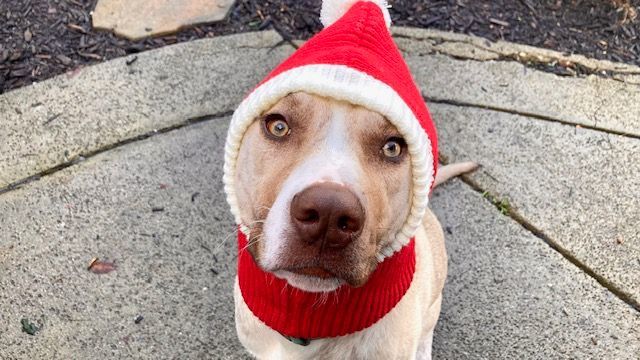 Cucumber - Mild-Mannered, Trained, Adoptable, Young Male German Shepherd Dog & American Staffordshire Terrier.