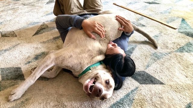 Enlarge Cucumber - Mild-Mannered, Trained, a Adoptable mixed breed in Walnut Creek, CA image 4/6